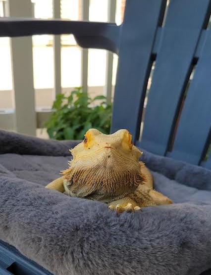 No Toes the bearded dragon is sitting on an outdoor lounge chair with a grey plush pad between him and the chair. 
