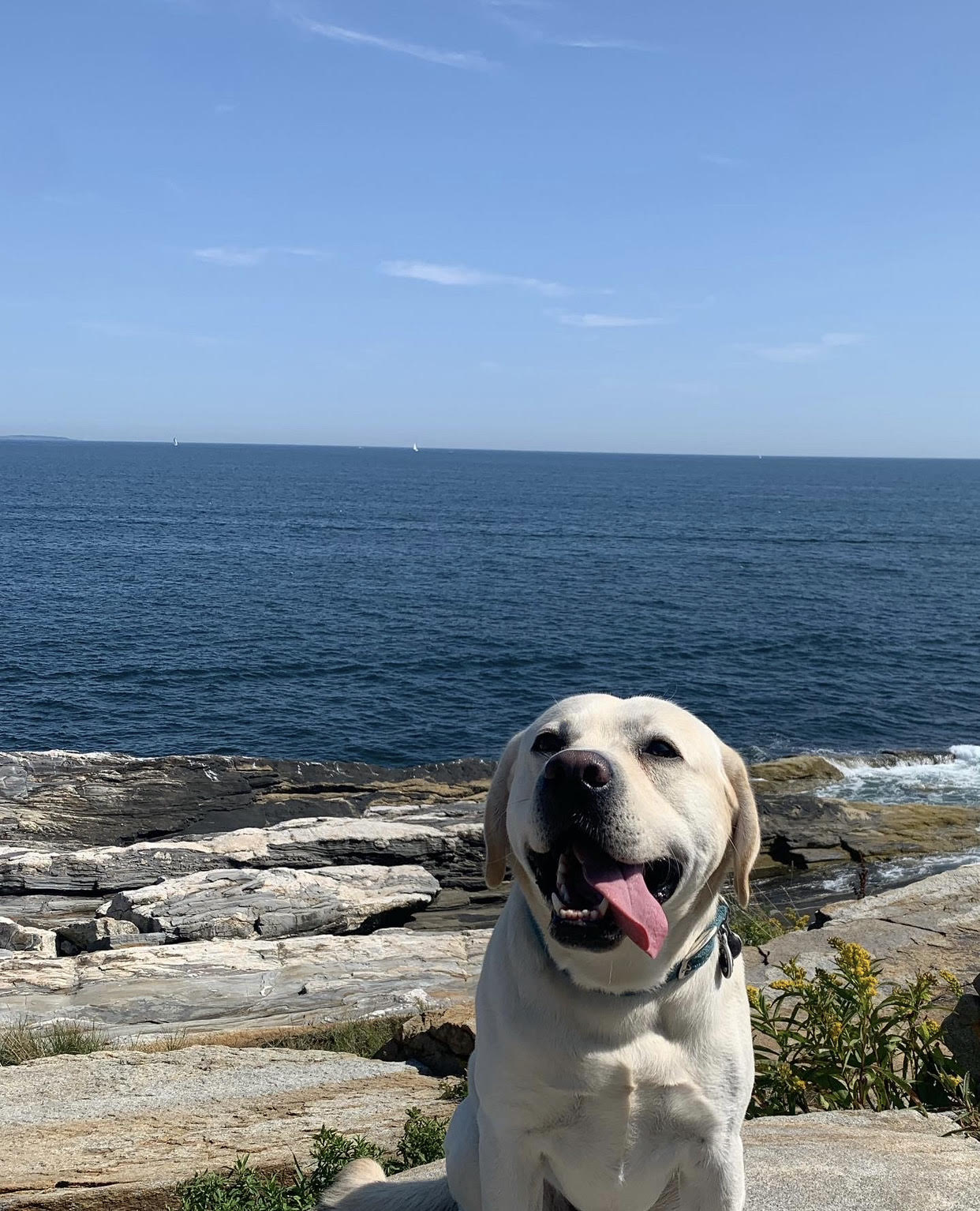 Teddy the yellow Labrador Retriever sitting on rocky terrain with a large body of water behind him. His tongue is sticking out.  