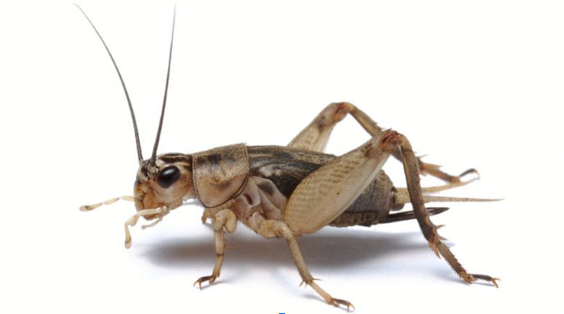 A zoomed in image of the insect cricket. The cricket has various shades of brown and has six legs. 