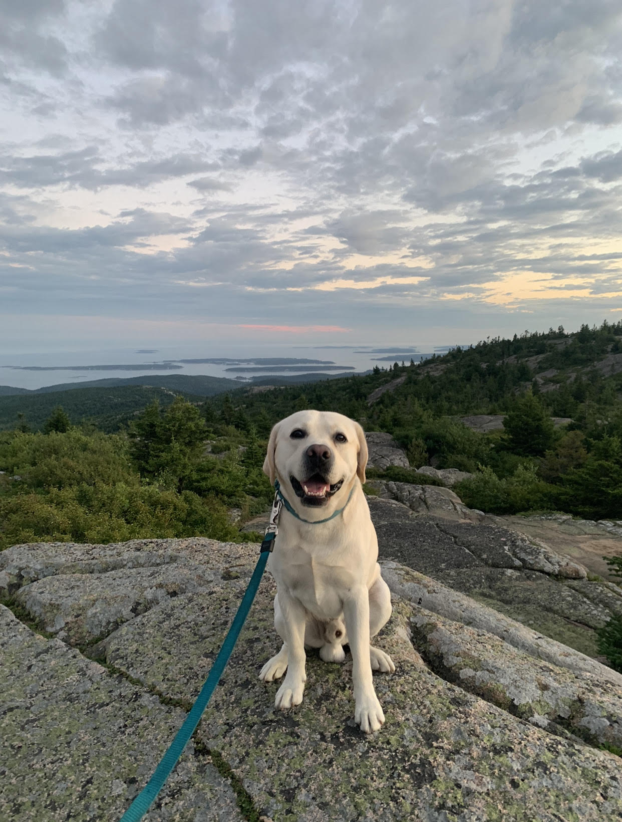Image of Teddy the yellow Labrador Retriever sitting on a rocky surface with a mountain top scenic view in the background. 