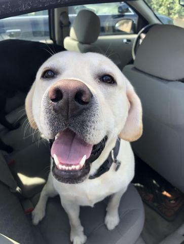 Image of Teddy the yellow Labrador Retriever sitting in the back seat of a car with his mouth open. 