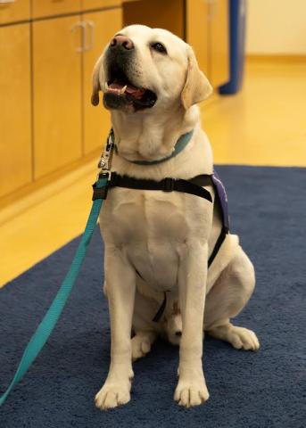 Image of Teddy the yellow Labrador Retriever sitting on navy blue carpet wearing a purple service dog harness.