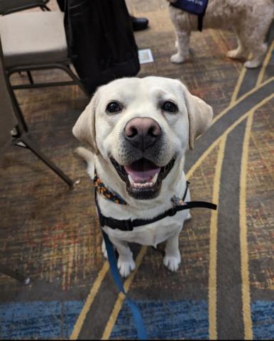 Teddy the yellow Labrador Retriever is sitting on carpeted flooring with another dog and people in the background.