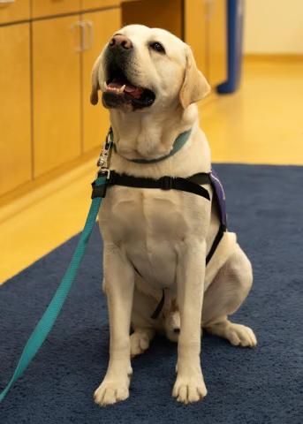 Teddy the yellow Labrador Retriever is sitting a nave blue rug.