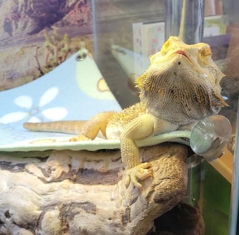 No Toes the bearded dragon is basking under a heat lamp with his eyes closed and mouth open.