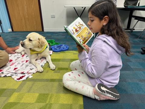 Teddy the yellow Labrador Retriever is laying on the ground while a child is reading to him. 