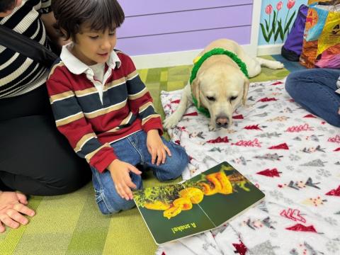 Teddy the yellow Labrador Retriever is laying on the ground while a child is showing him a snake in a book.