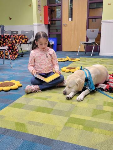 Teddy the yellow Labrador Retriever is laying on the ground and sleeping while a child is reading to him. 