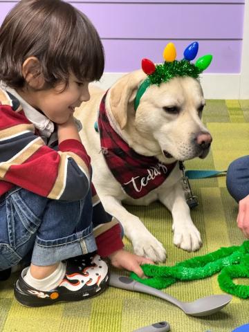 Teddy the yellow Labrador Retriever is dressed with holiday light head band with a child squatting near him.