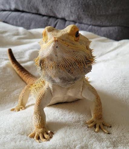 No Toes the bearded dragon is on a dark grey couch with a white blanket underneath him.