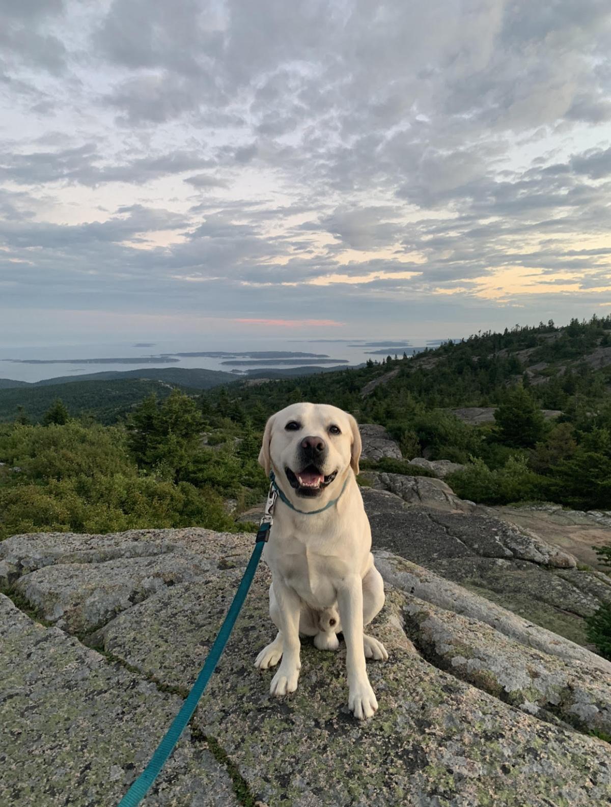 A Certified Therapy Dog.