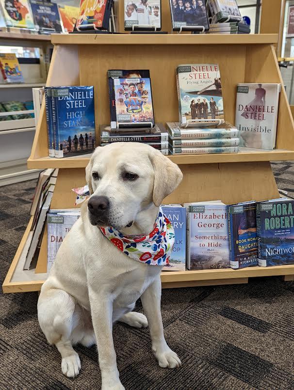 Teddy the yellow Labrador Retriever is sitting in front a book display on carpeted flooring.