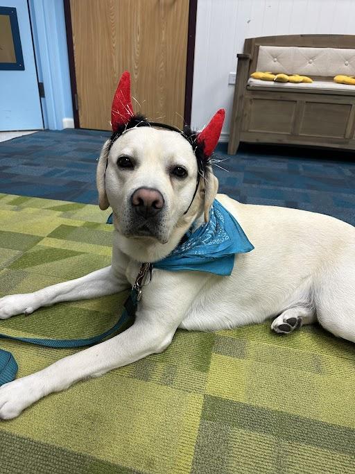 Teddy the yellow Labrador Retriever is lying down on the floor while wearing red devil head band.